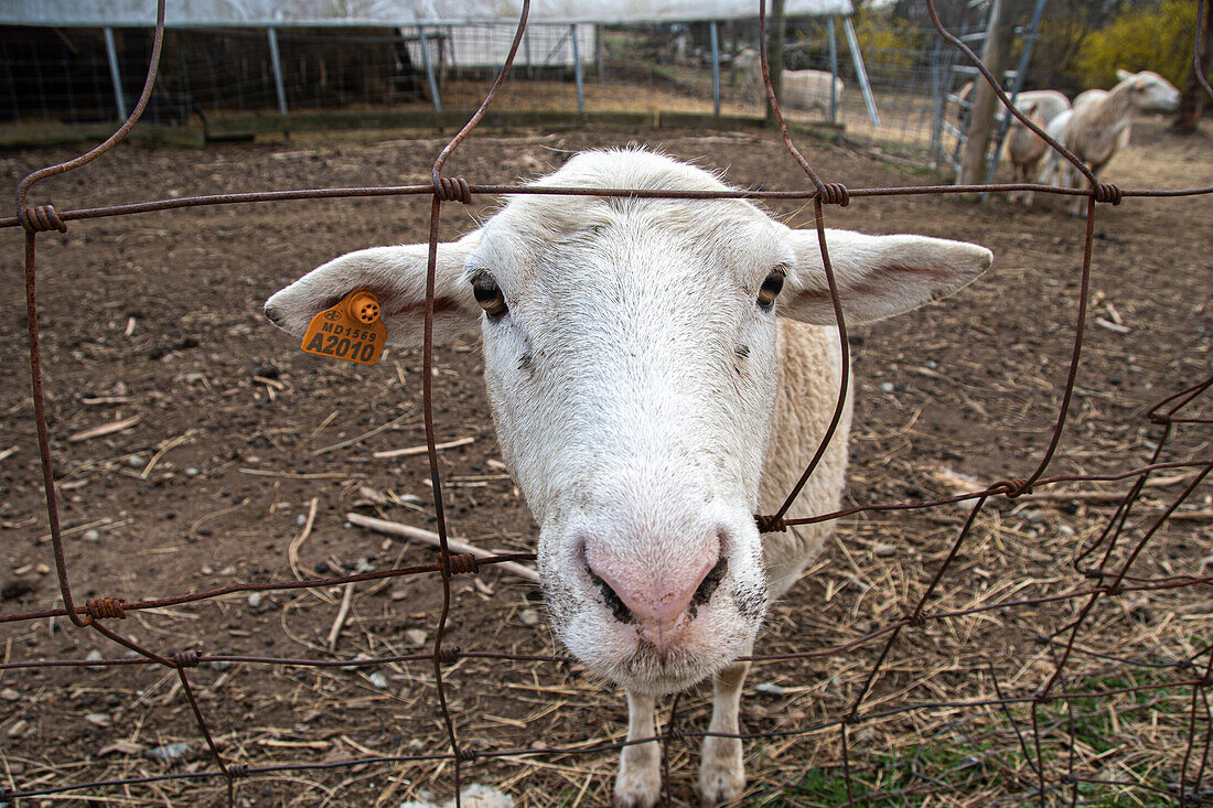 Schaf, das seinen Kopf über einen Zaun streckt