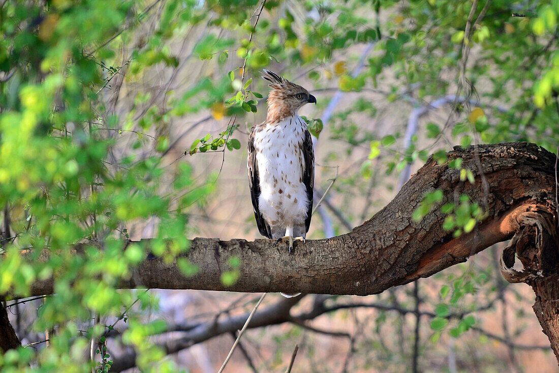 Changeable hawk-eagle or crested hawk-eagle (Nisaetus cirrhatus) in Udawalawe National Park, on the boundary of Sabaragamuwa and Uva Provinces, in Sri Lanka.