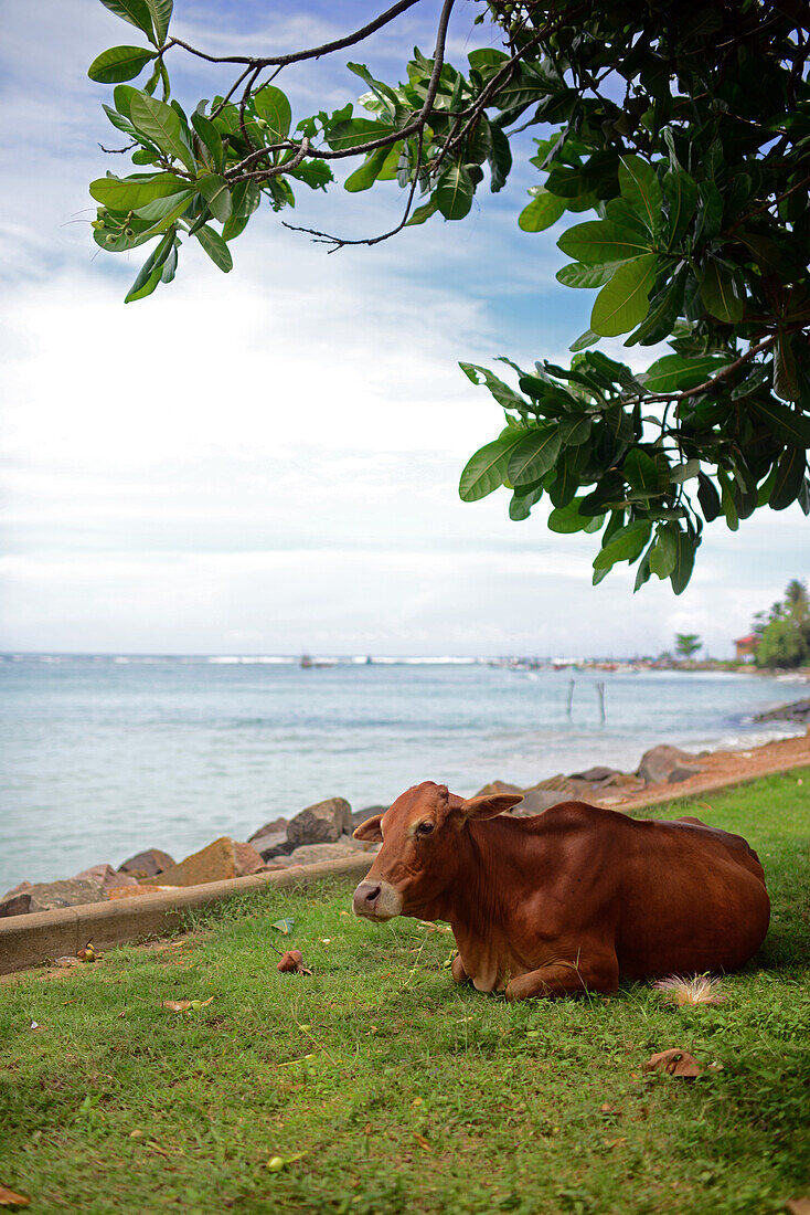 Braune Kuh an der Küste von Weligama, Sri Lanka