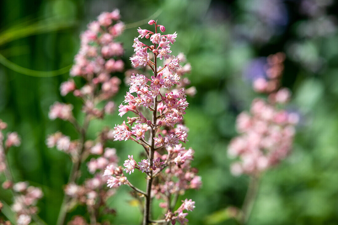 Pink Flowers, Yorkshire Dales England