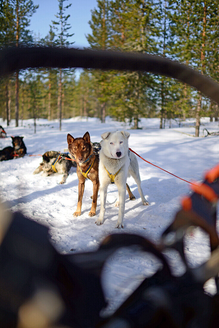 Husky-Schlittentour durch die Taiga mit Bearhillhusky in Rovaniemi, Lappland, Finnland, in der Wildnis