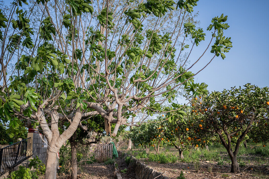 Orange tree fields in rural area of Altea, Alicante, Spain