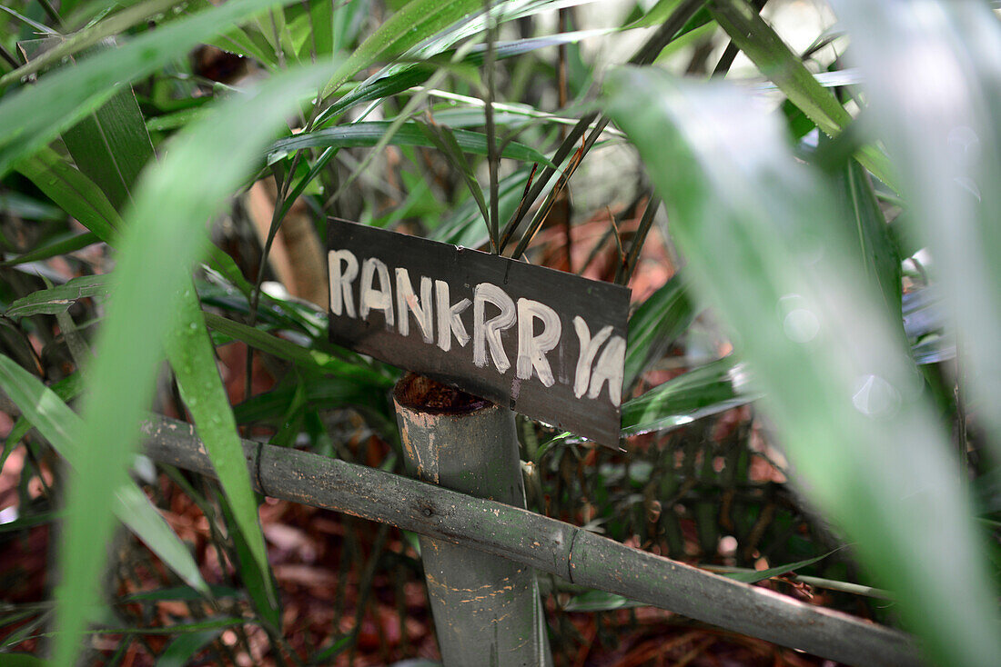 Gewürzgarten in Sri Lanka