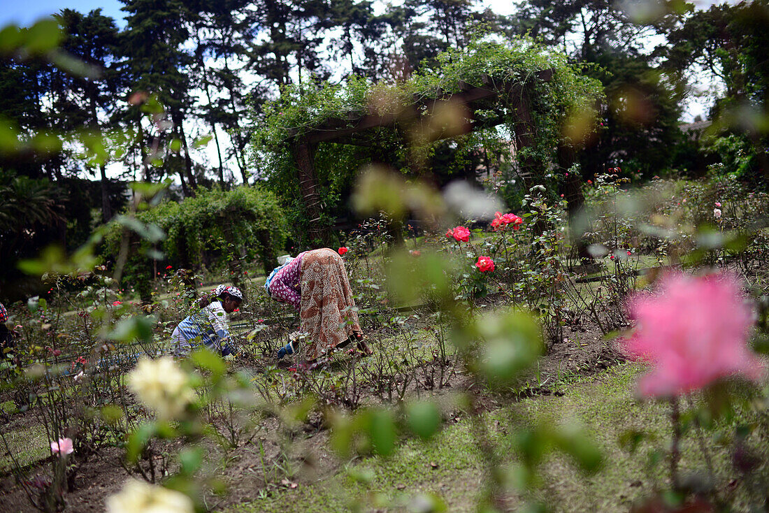 Zwei Frauen bei der Gartenarbeit im Victoria Park, einem öffentlichen Park in Nuwara Eliya, Sri Lanka