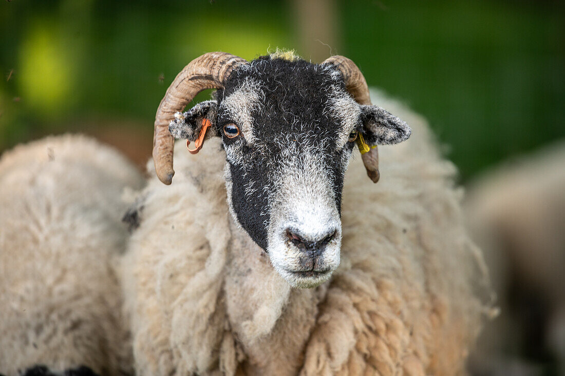 Swaledale-Schafe posieren auf einem Feld in Yorkshire, England