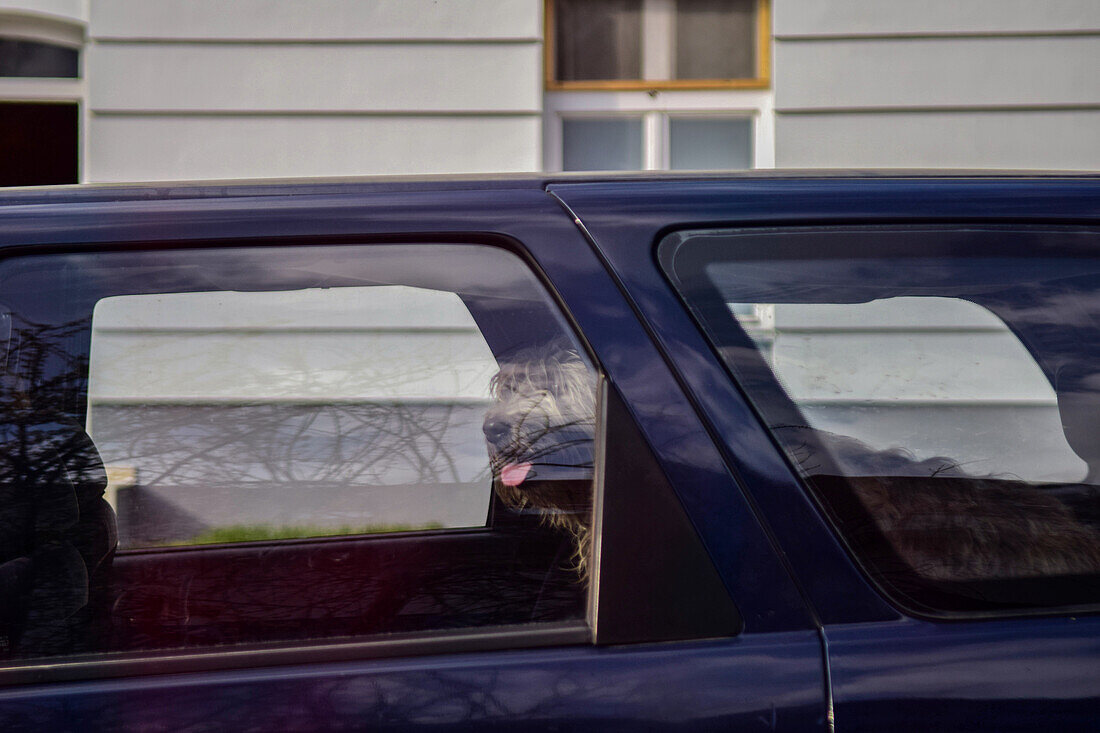 Haariger Hund in einem Auto in Szentendre, Ungarn