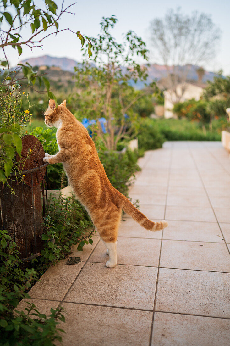 Standing cat in rural house backyard