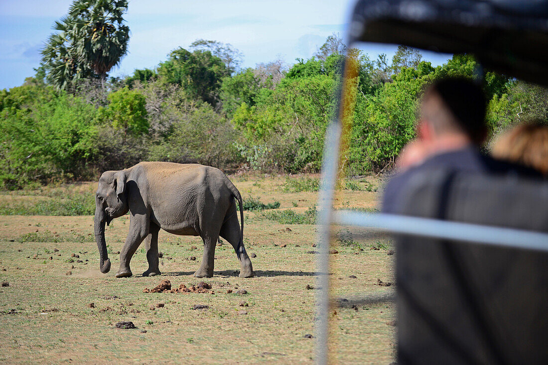 Sri Lankan elephant (Elephas maximus maximus) and safari jeep in Udawalawe National Park, on the boundary of Sabaragamuwa and Uva Provinces, in Sri Lanka.