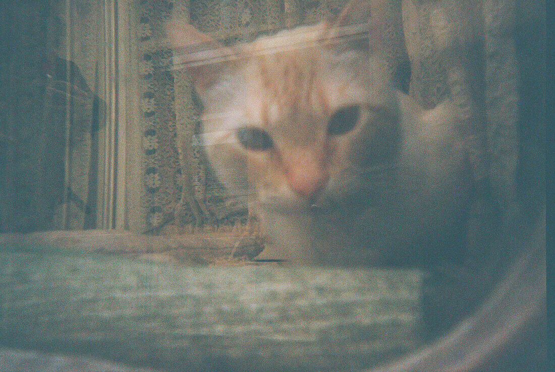 Analog photograph of a domestic cat in window, Olesa de Montserrat, Spain