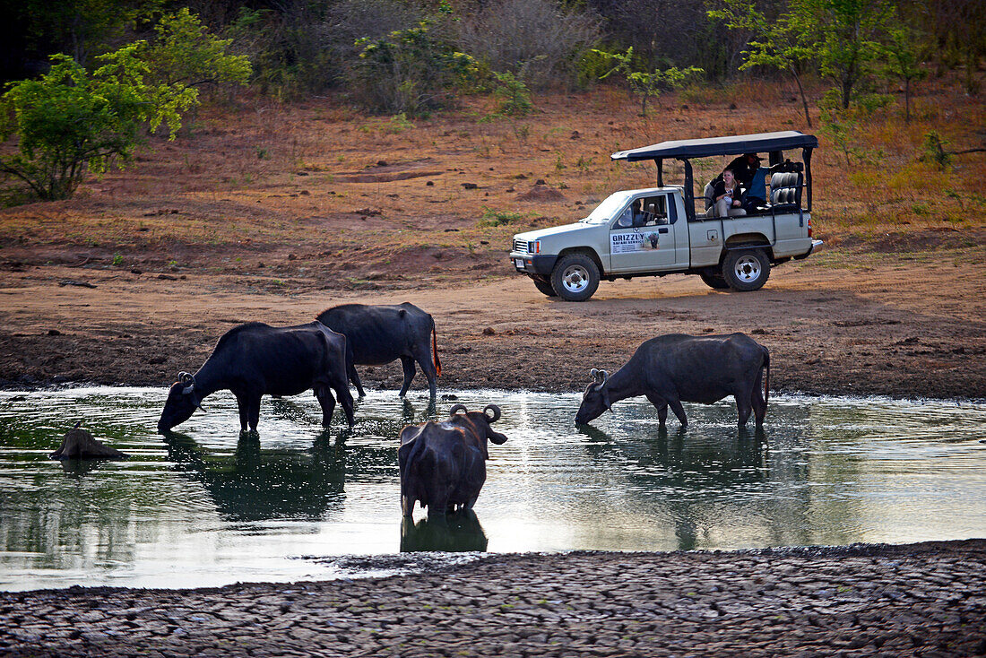 Safari-Jeep und Wasserbüffel im Udawalawe-Nationalpark an der Grenze zwischen den Provinzen Sabaragamuwa und Uva in Sri Lanka