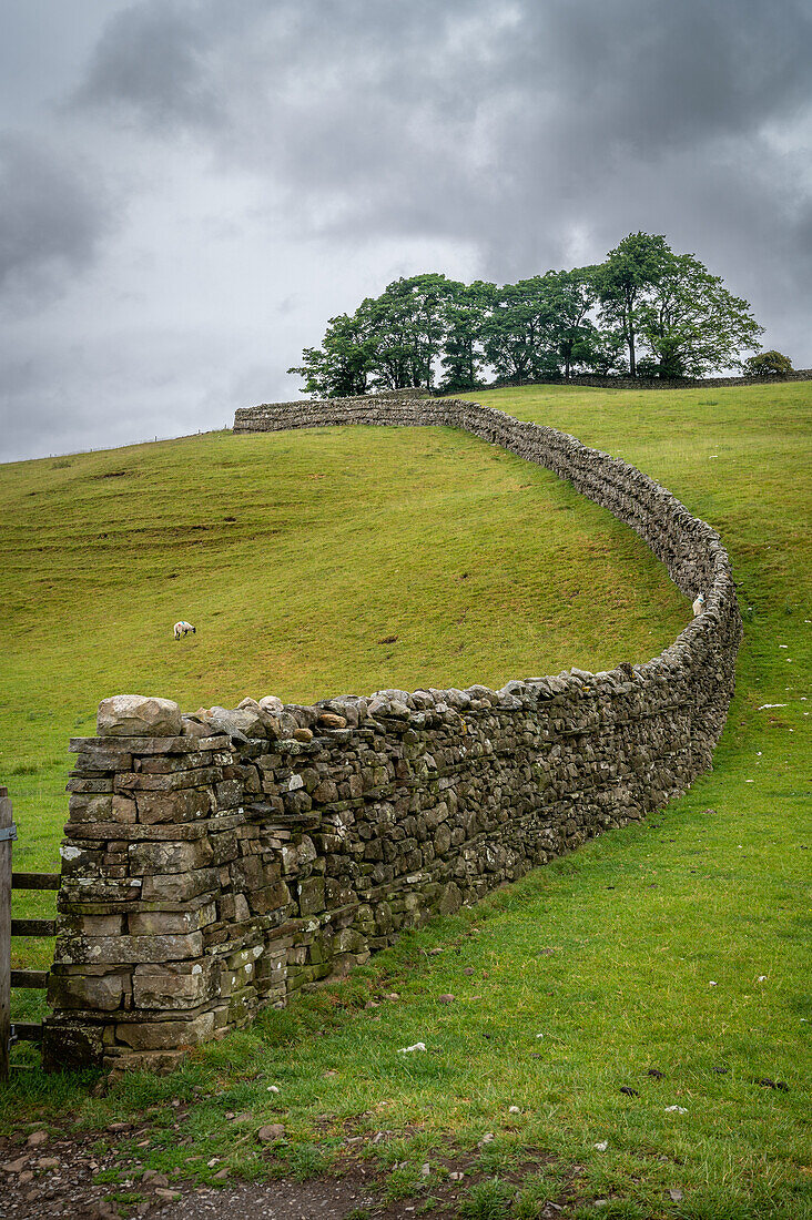 Steinmauer in den Yorkshire Dales, England
