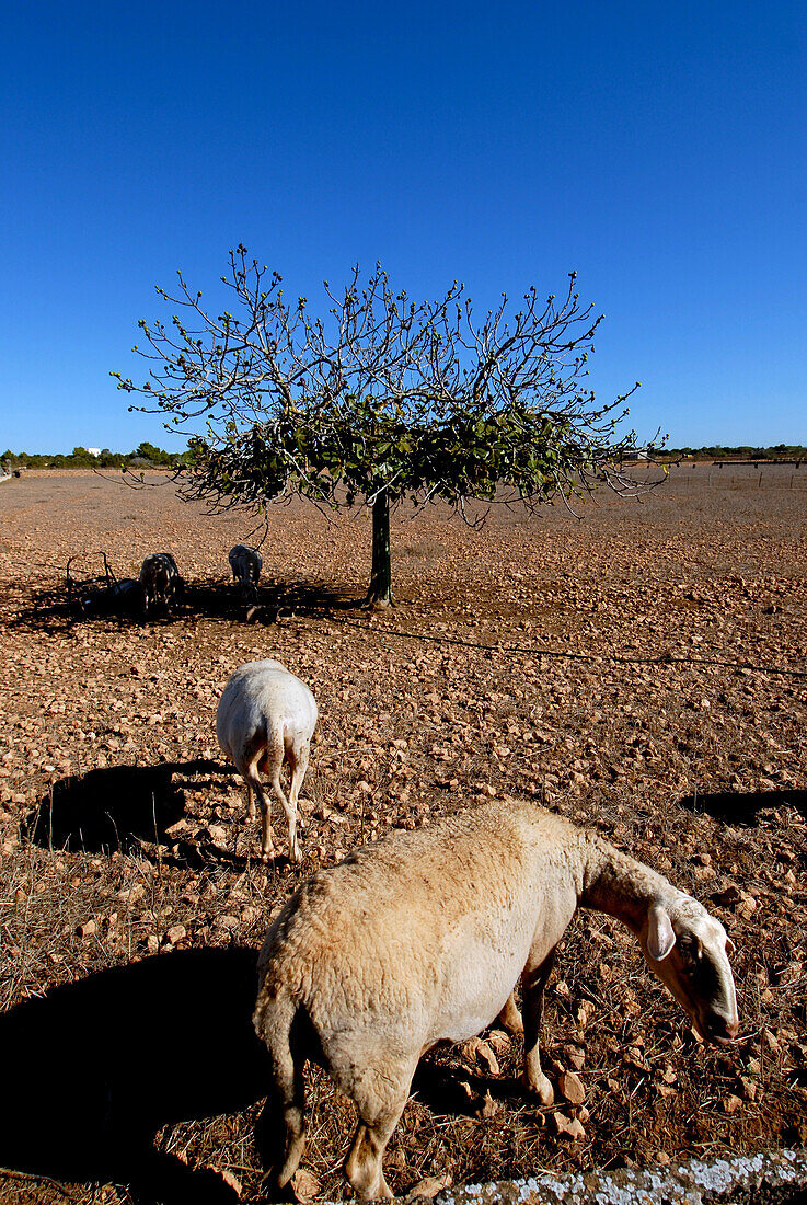 Felder von Formentera, Spanien