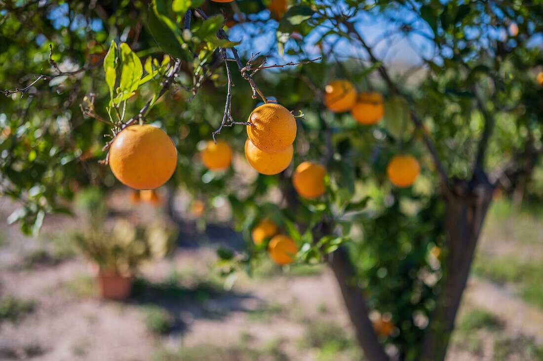 Orange tree fields in rural area of Altea, Alicante, Spain