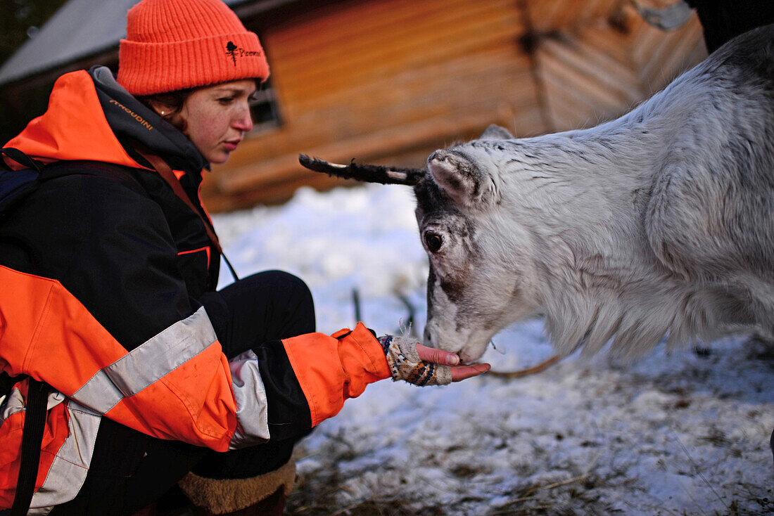 Junge Frau füttert ein Rentier auf der Rentierfarm von Tuula Airamo, einem Nachfahren der S?mi, am Muttus-See. Inari, Lappland, Finnland
