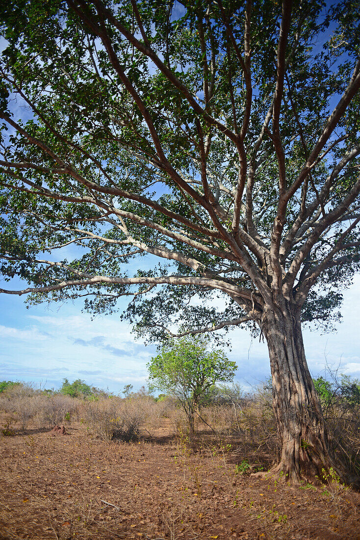 Udawalawe-Nationalpark, an der Grenze zwischen den Provinzen Sabaragamuwa und Uva in Sri Lanka