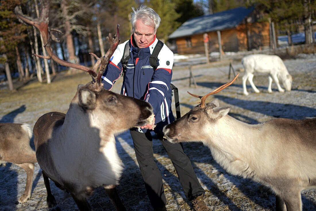 Auf der Rentierfarm von Tuula Airamo, einem Nachfahren der S?mi, am Muttus-See. Inari, Lappland, Finnland