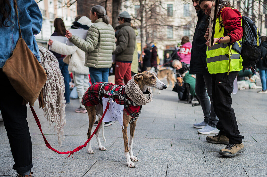 Tausende von Menschen demonstrieren in Spanien, um ein Ende der Jagd mit Hunden zu fordern, Zaragoza, Spanien