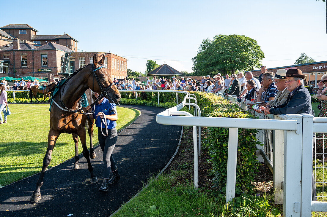 Rennpferdetraining in Middleham Gallops in England 2023