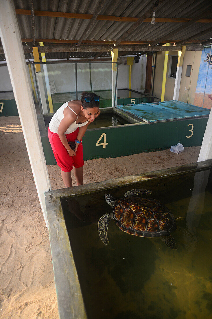 Sea Turtle Hatchery and Rescue Center founded by B.K. Ariyapala in Paraliya, Sri Lanka