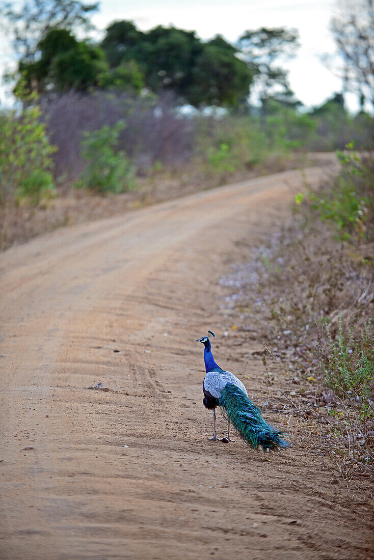 Indischer Pfau (Pavo cristatus) im Udawalawe-Nationalpark, an der Grenze zwischen den Provinzen Sabaragamuwa und Uva, in Sri Lanka