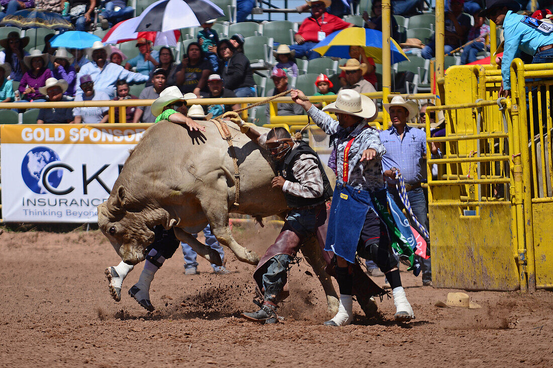 Rodeo competition during Navajo Nation Fair, a world-renowned event that showcases Navajo Agriculture, Fine Arts and Crafts, with the promotion and preservation of the Navajo heritage by providing cultural entertainment. Window Rock, Arizona.