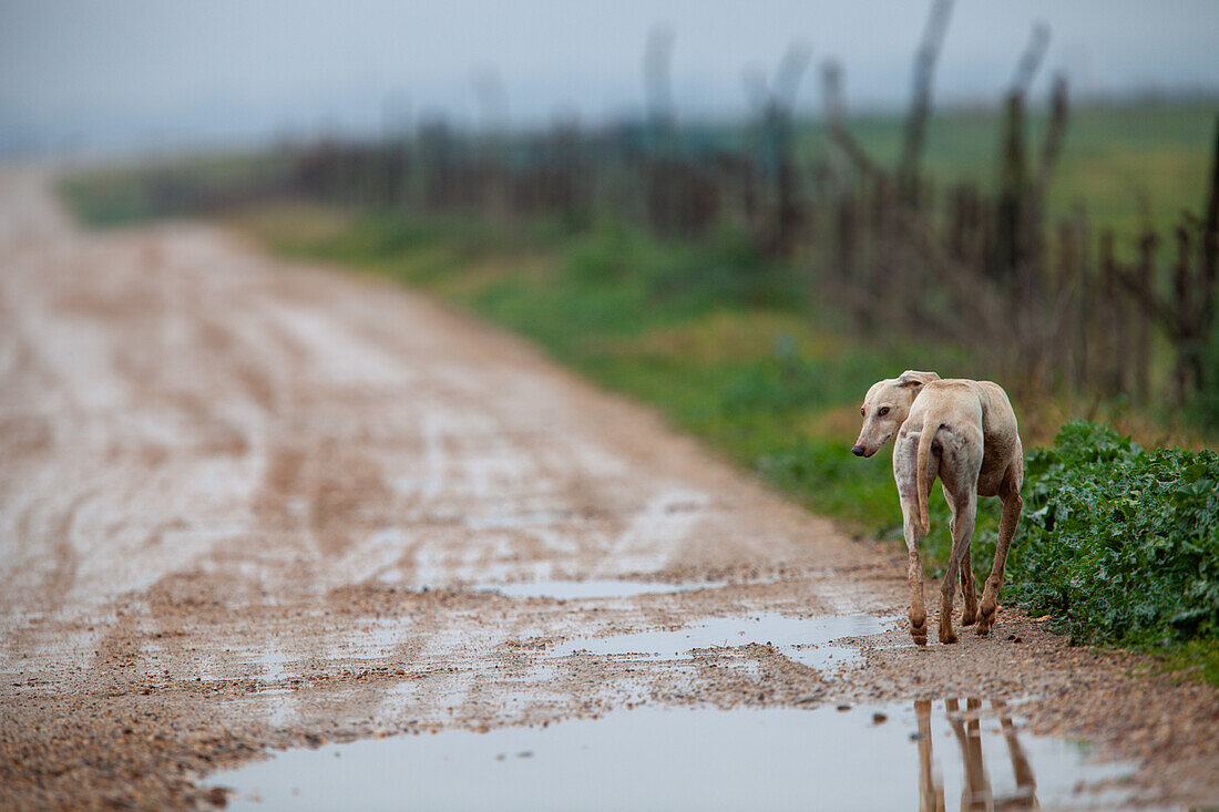 Ein verlassener spanischer Windhund auf einem trostlosen Weg in Spanien