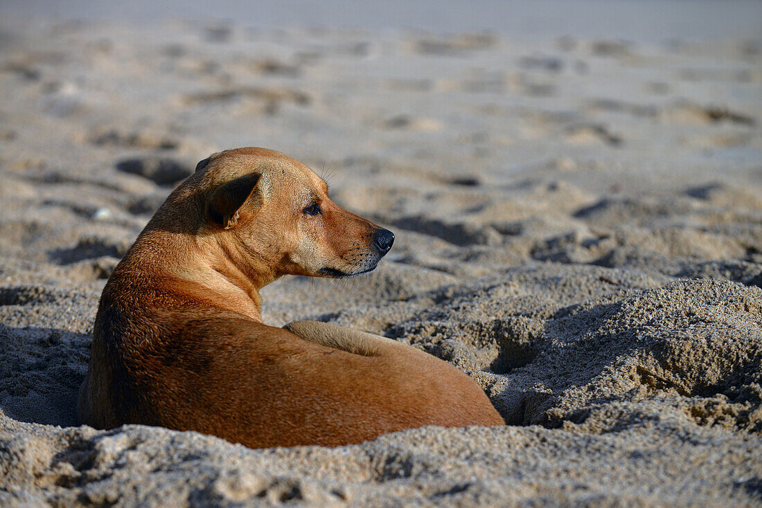 Brauner Hund am Strand, Sri Lanka