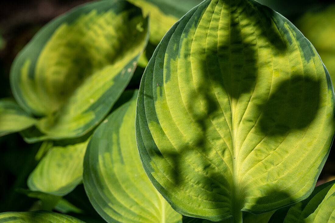 Grüne Hosta-Blätter