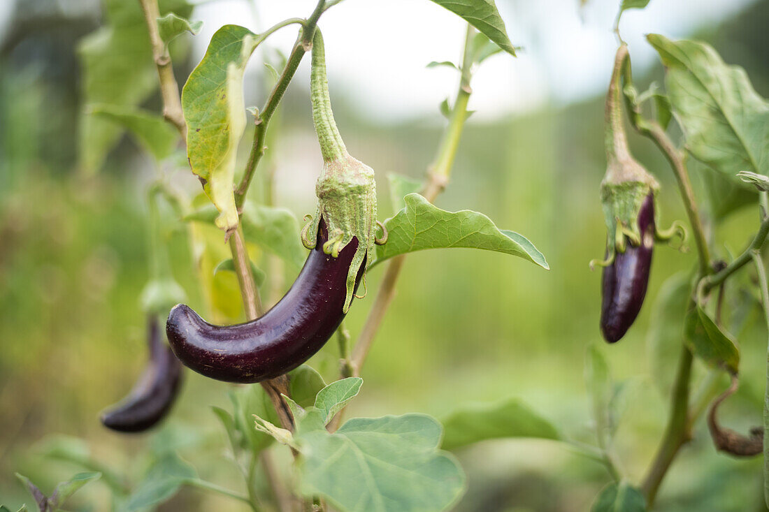 Aubergine wächst im Garten