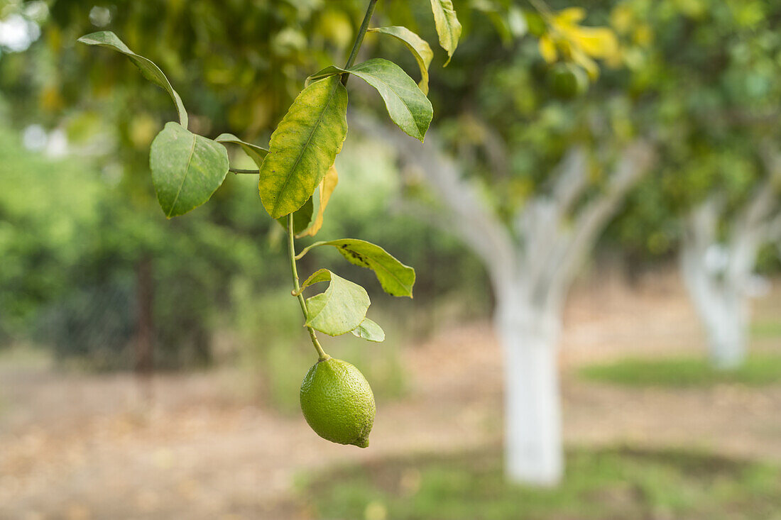 Lemon growing in orchard