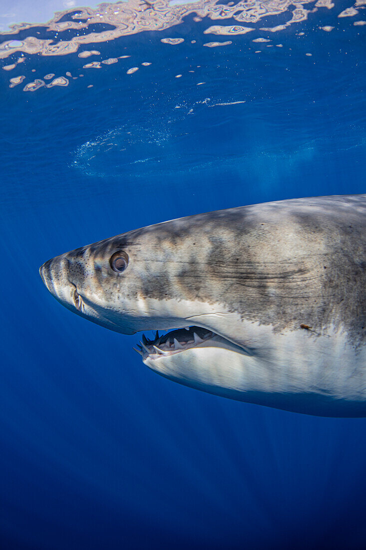 Mexico, Guadalupe, Great white shark underwater