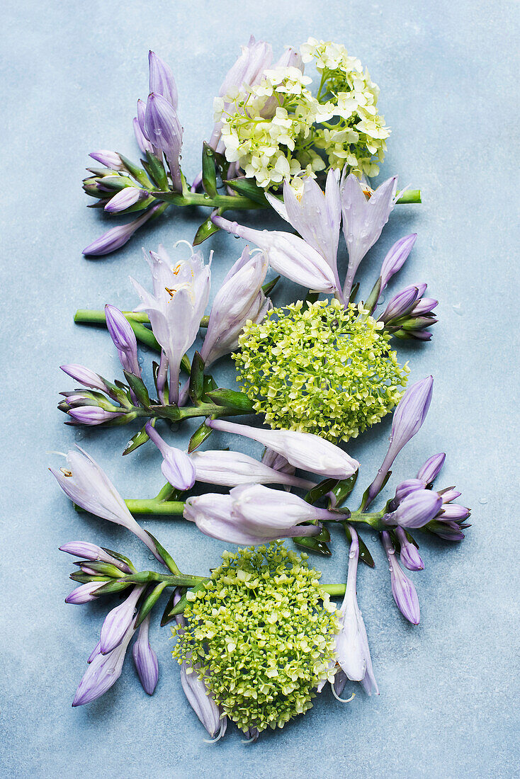 Studio shot of Spring blossoms