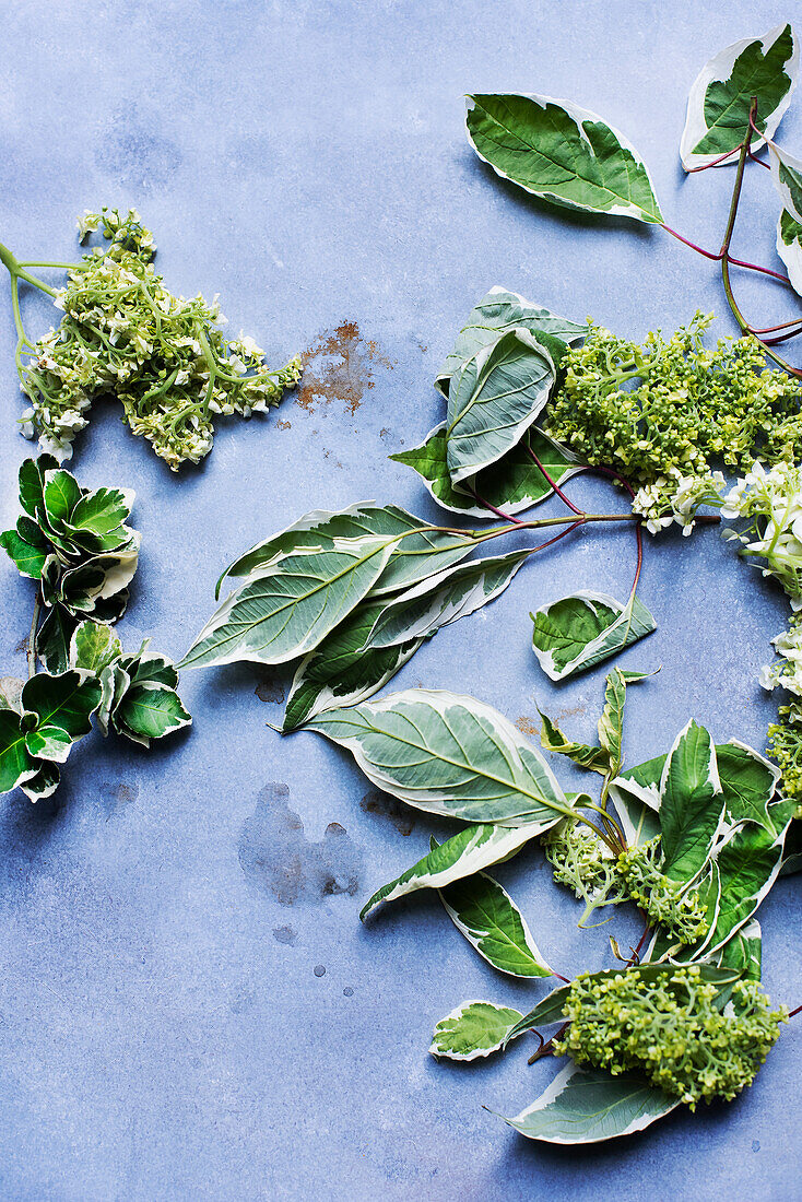 Studio shot of Spring blossoms and leaves