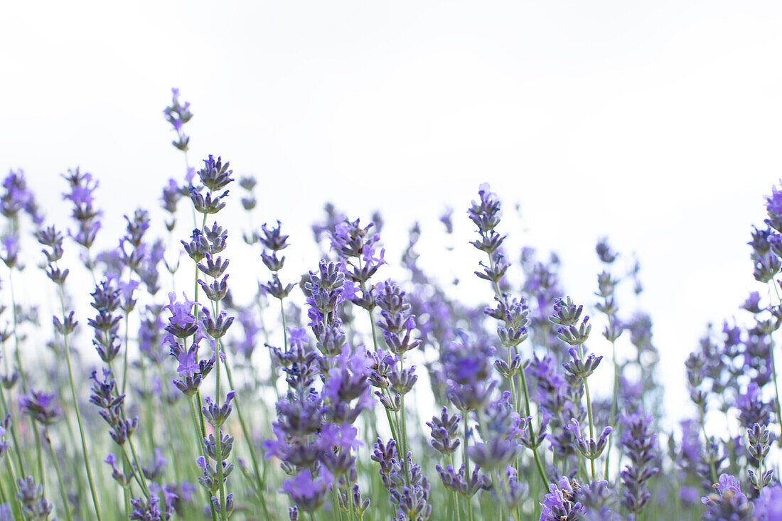 Lavendel wächst auf einem Feld