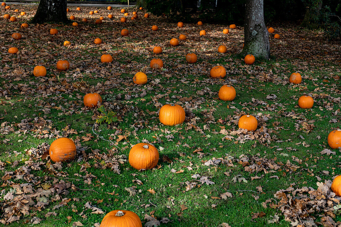 Halloween-Kürbisfeld