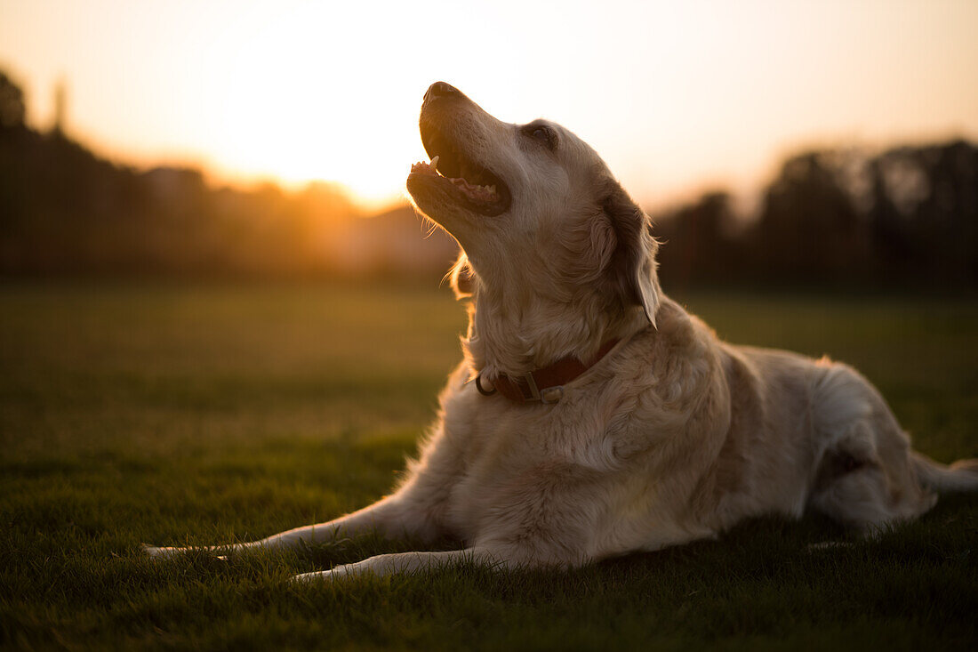Golden retriever lying on lawn at sunset