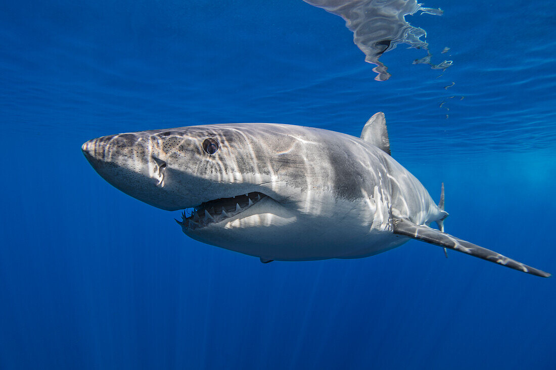 Mexiko, Guadalupe, Weißer Hai unter Wasser