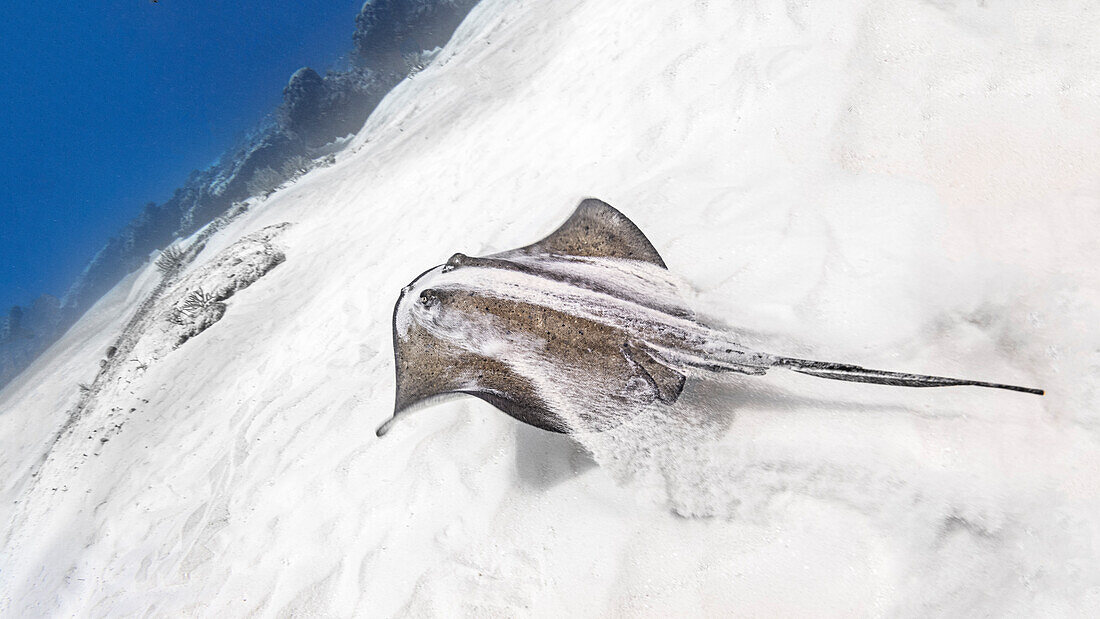 Bahamas, Bimini, Stechrochen schwimmt im Meer