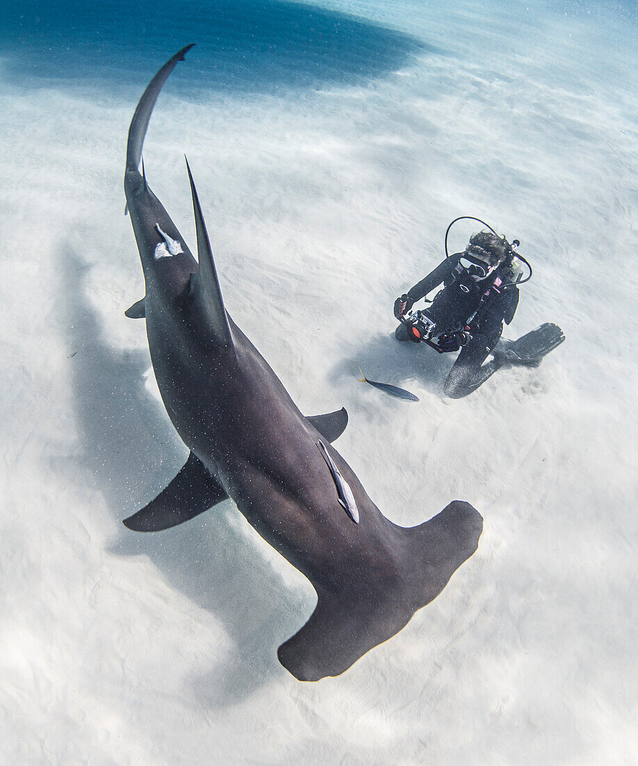 Bahamas, Bimini, Diver photographing hammerhead shark swimming in sea