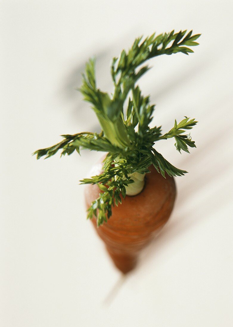 Eine Karotte mit Grün (von oben)