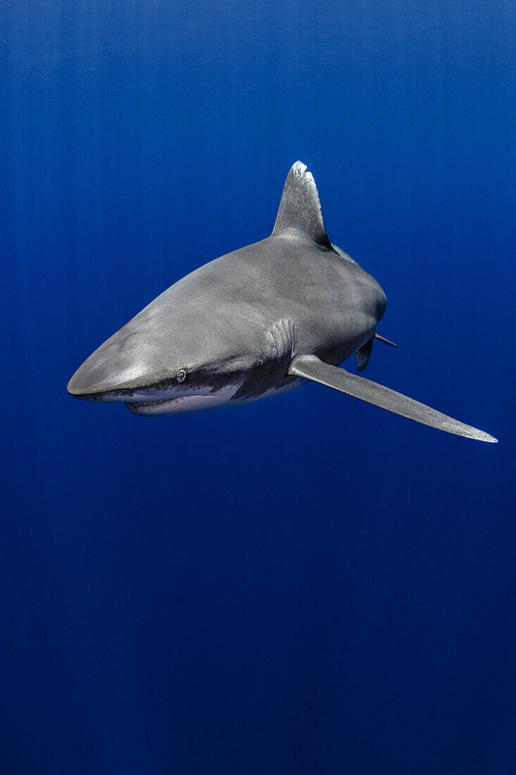 Bahamas, Cat Island, Ozeanischer Weißspitzen-Hochseehai (Carcharhinus longimanus)