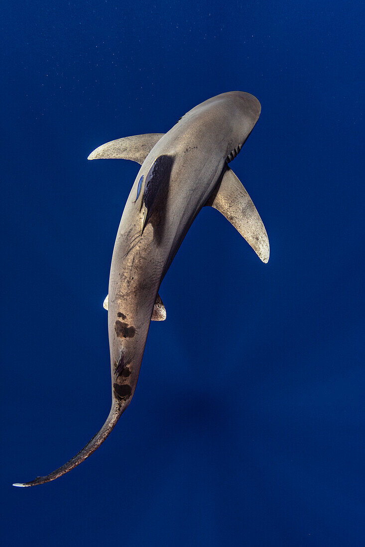 Bahamas, Cat Island, Ozeanischer Weißspitzen-Hochseehai (Carcharhinus longimanus)
