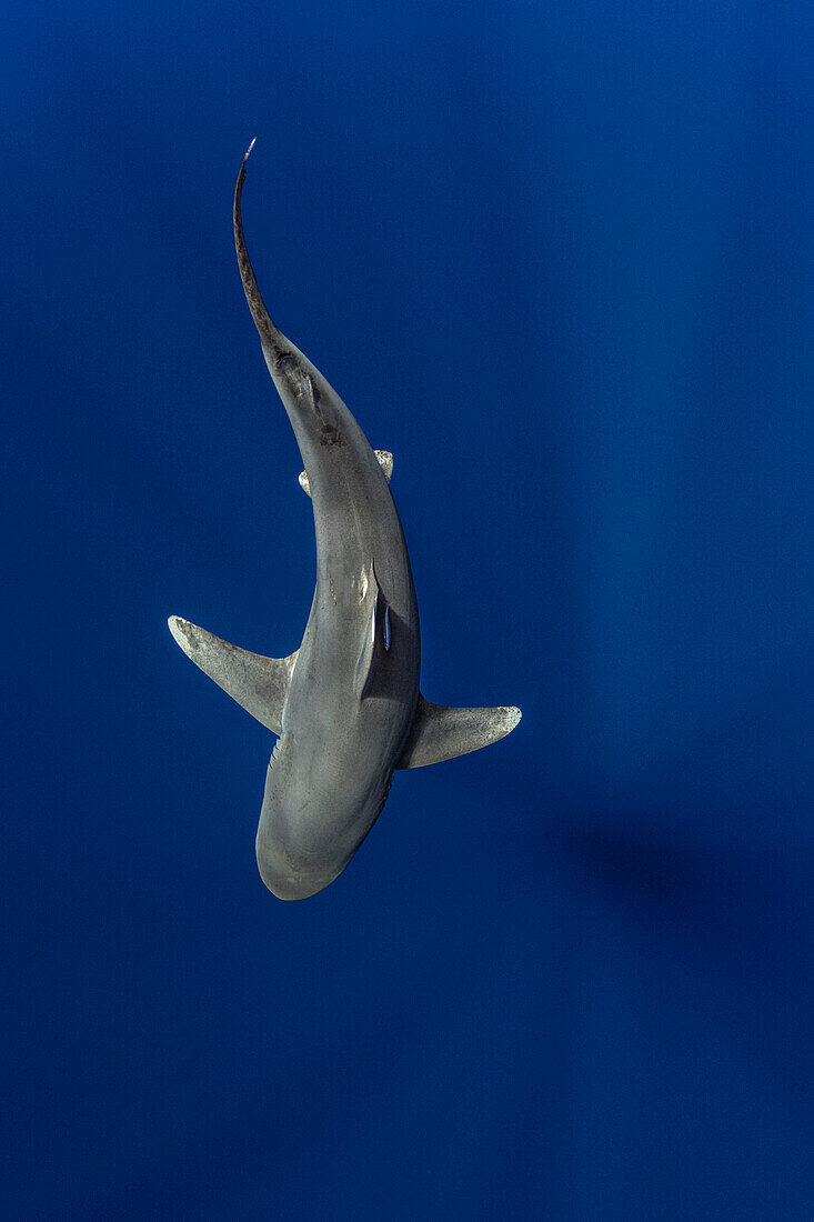 Bahamas, Cat Island, Oceanic whitetip shark (Carcharhinus longimanus)