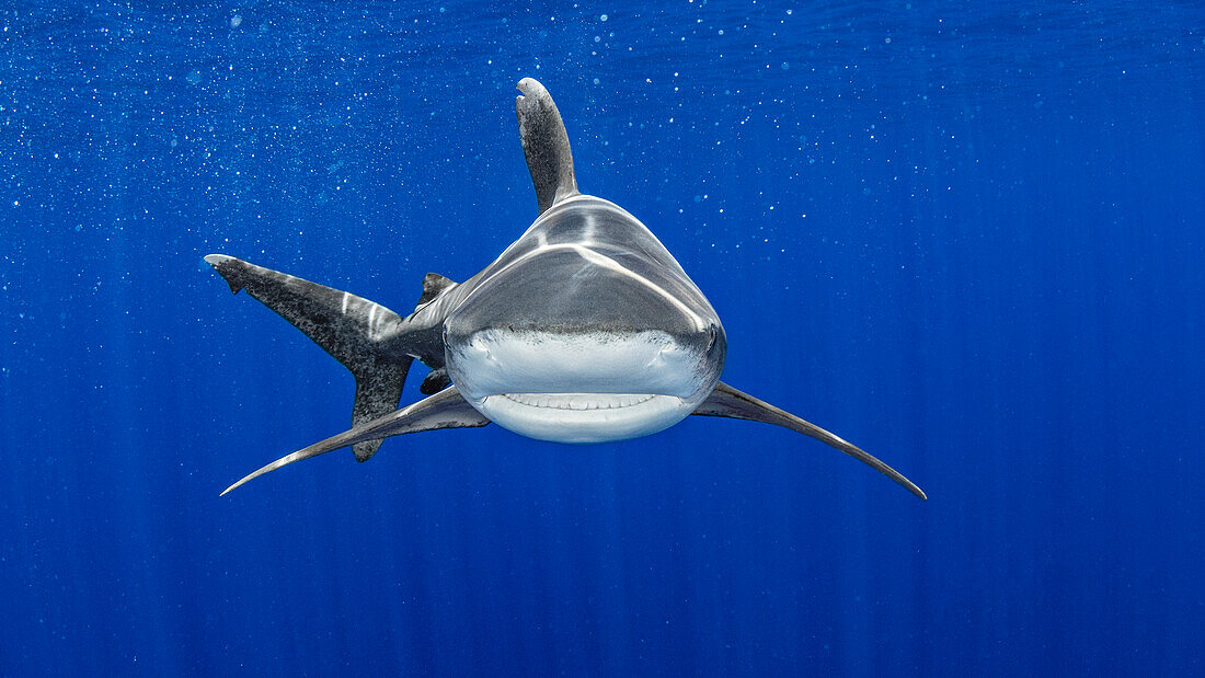 Bahamas, Weißspitzen-Hochseehai beim Schwimmen in der Nähe von Cat Island