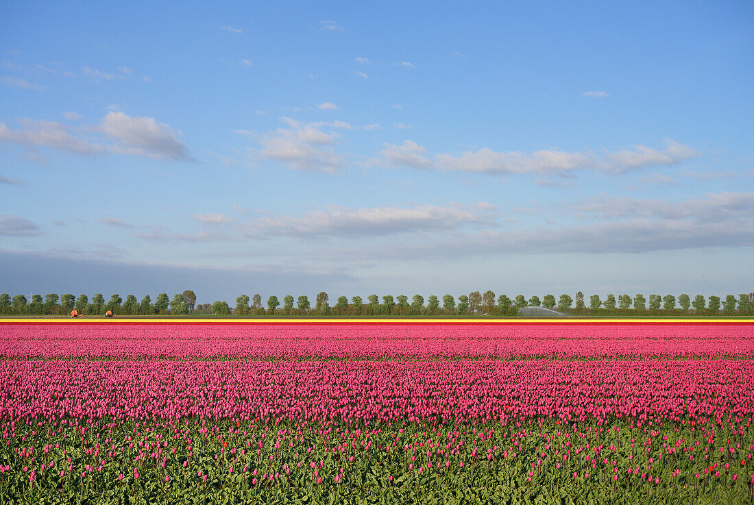 Netherlands, Urk, Blossoming bulbfields in Noordoostpolder