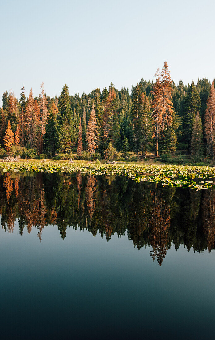 Forest reflecting in lake