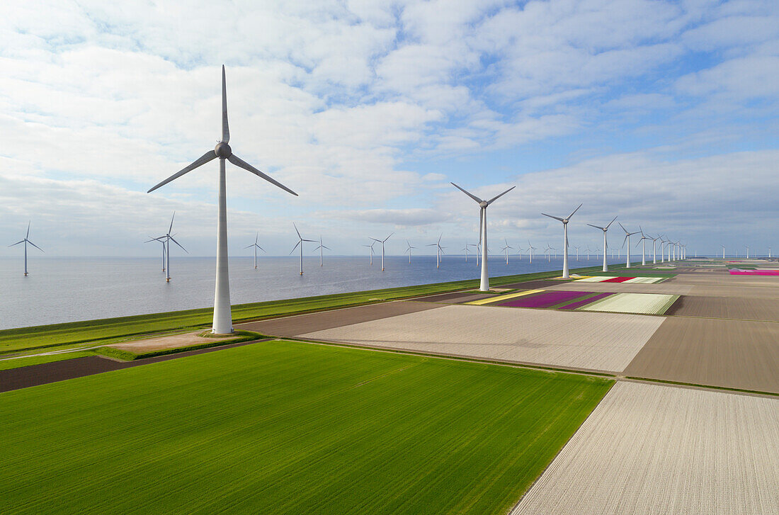 Netherlands, Urk, Tulip fields and wind turbines in polder bordering IJsselmeer
