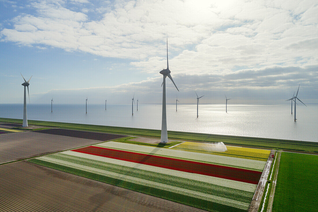 Netherlands, Urk, Tulip fields and wind turbines in polder bordering IJsselmeer