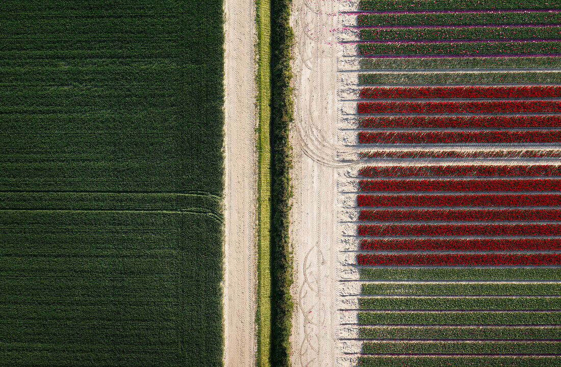 Niederlande, Emmeloord, Blick von oben auf Tulpenfelder