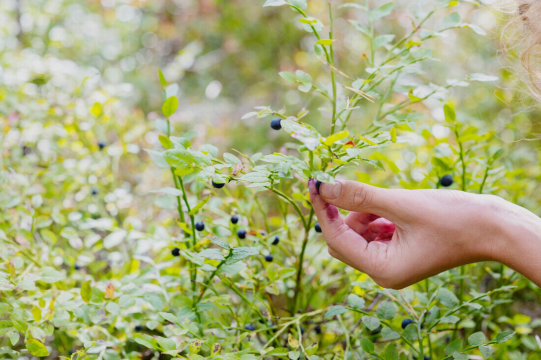 Junge (14-15) pflückt Beeren von einem Strauch, Nahaufnahme der Hand